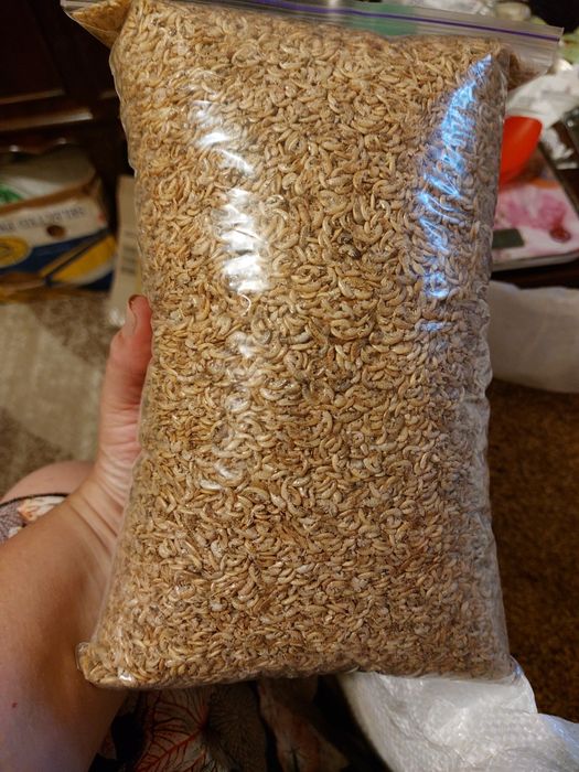 Тетра Цихлід, Золота рибка для Черепах, Кої, Цихлід