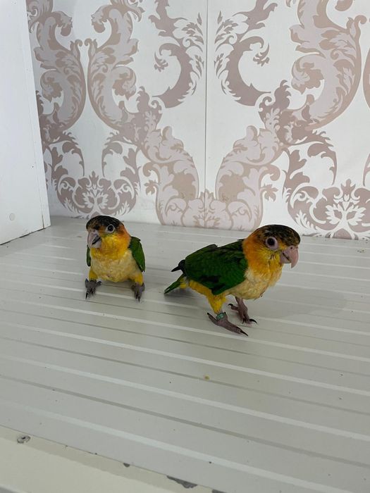 Marianinhas cabeça canela criadas a mão
