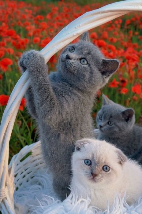 Котята летние! С документами и паспортами.
