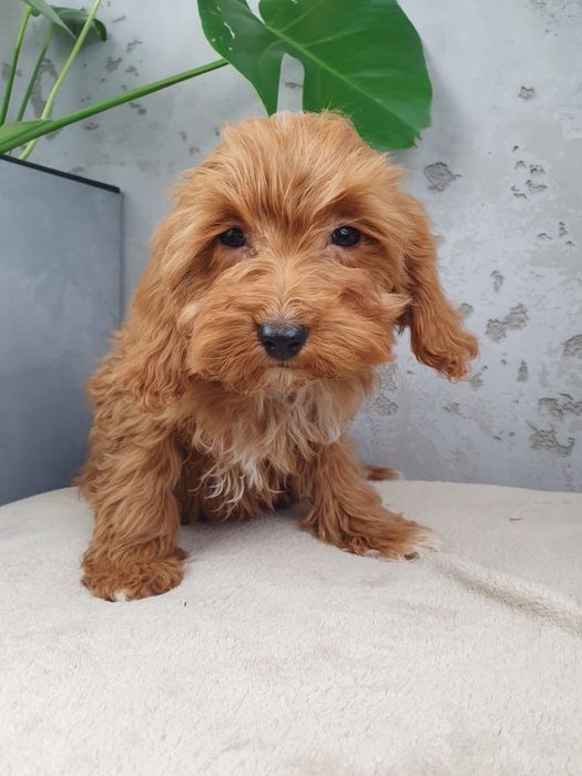 Cavapoo F1- Piękny Piesek