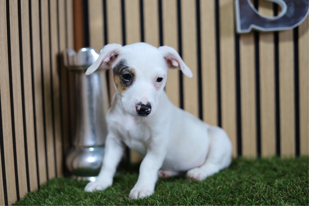Jack russell fêmea