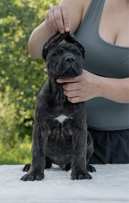 Cane corso pregowany samiec FCI/ZKwP
