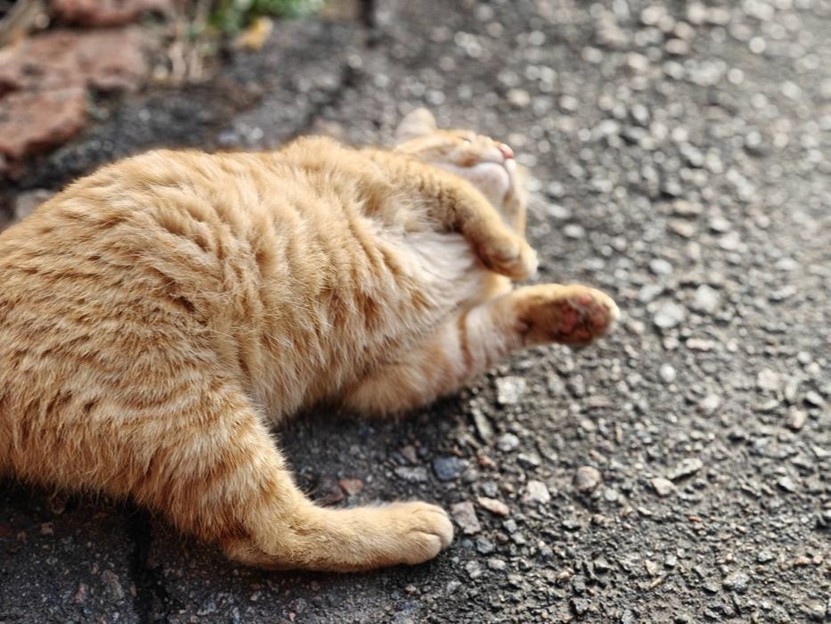 Отдам рыжего кота, 9 месяцев