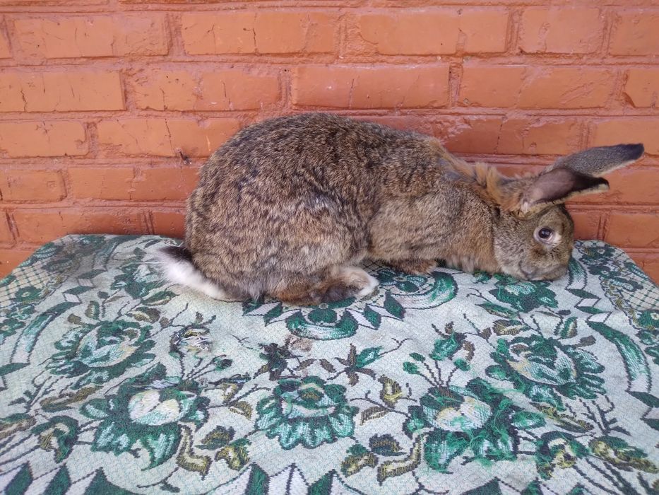 Продам кролики різного віку