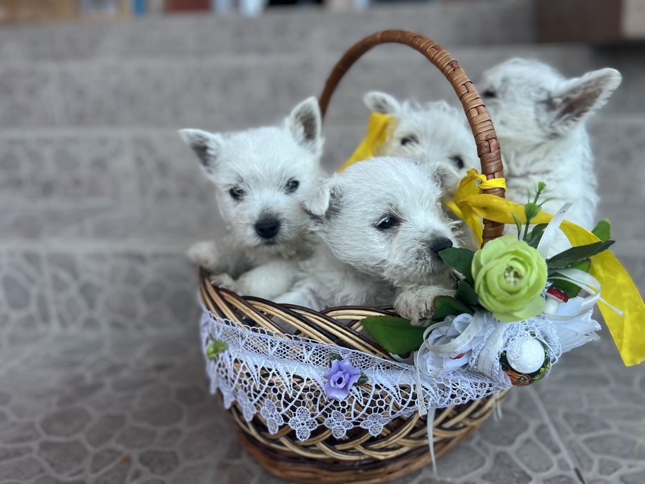 Милі хлопчики вестики