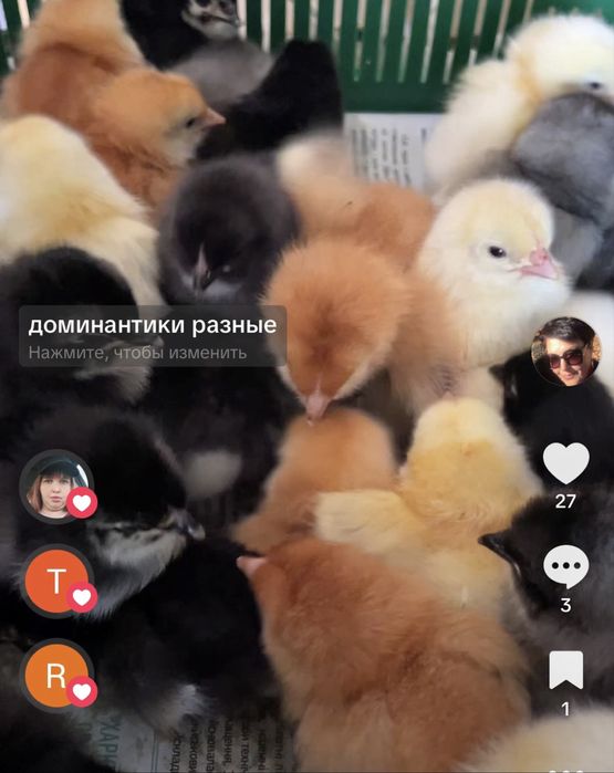 Кросы добові курчата м'ясо-яєчні-100% виживання