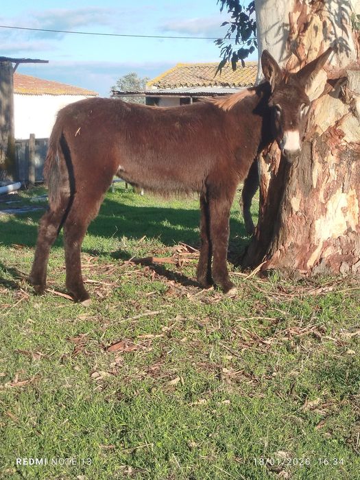 Vendo 2 burras mansas