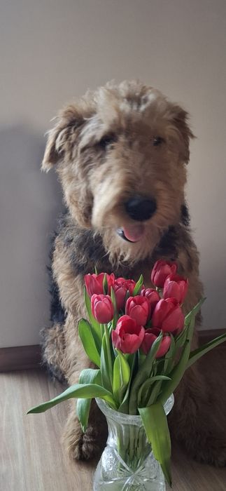 Airedale Terrier ZKwP FCI  pies