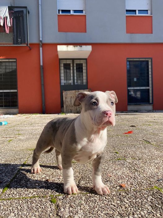American Bully XL ( exotico )