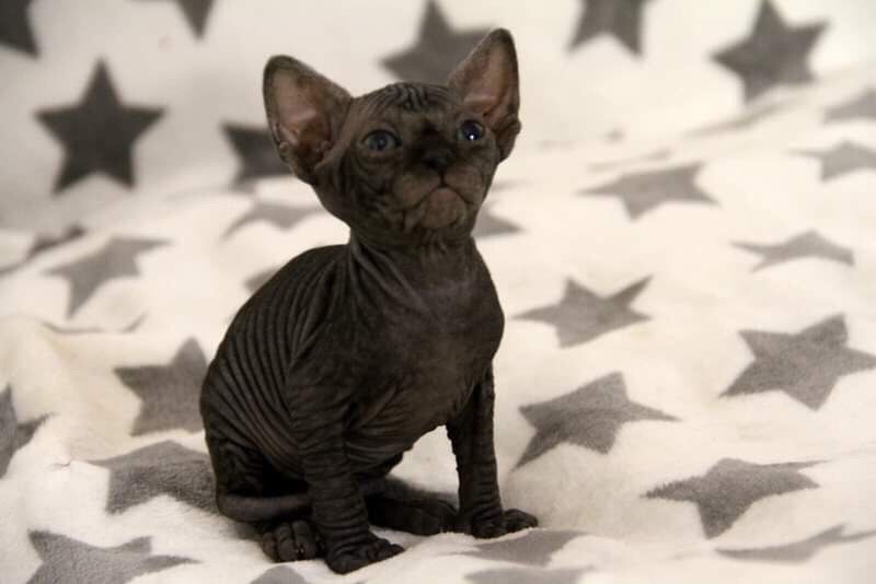 Белые и чёрные котята