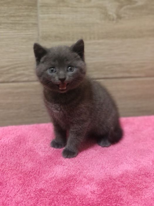 Британський хлопчик!