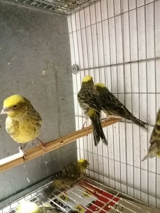 Canários lizard Cascais