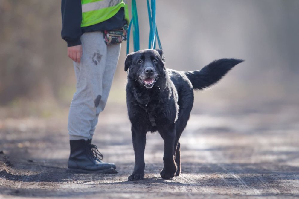 Duzy pies szuka domu, pilna adopcja