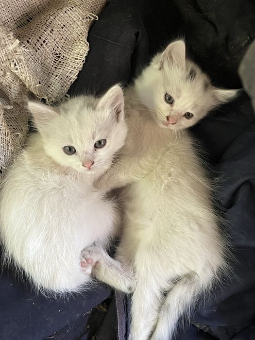 Білі кошенята 2 місяці