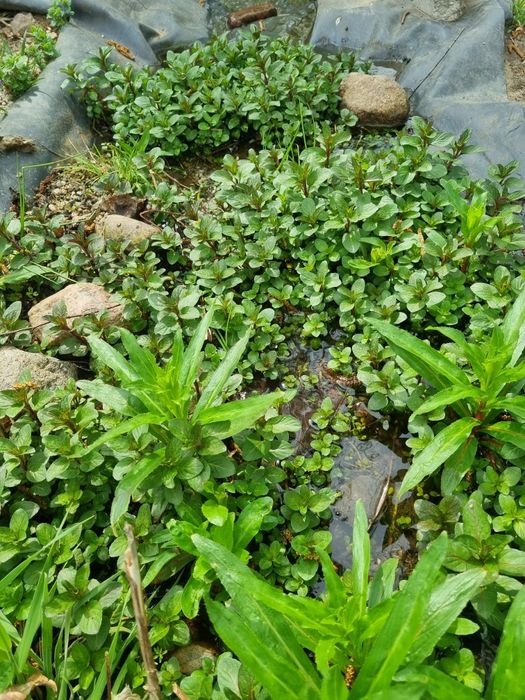 Mięta - rośliny do oczka wodnego