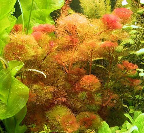 Cabomba Piauhyensis (Cab.red)