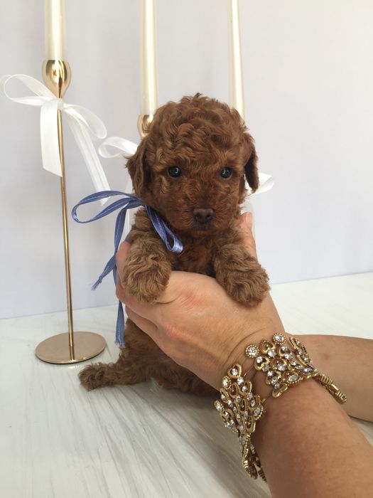 Залишилось всього 3 Чарівні Той-Пуделя