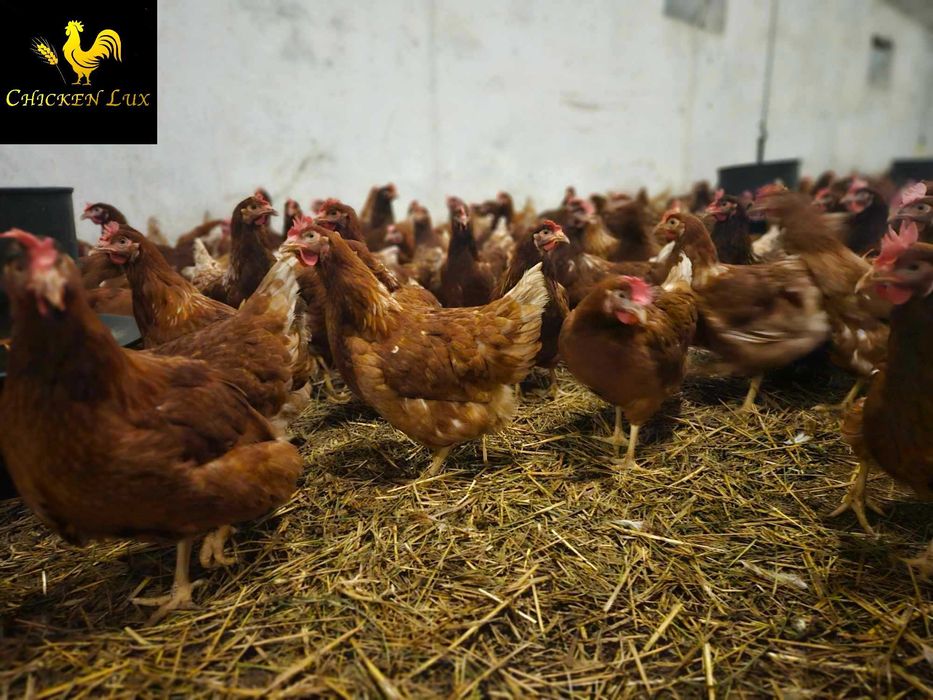 KURY NIOSKI młode kurki z jajkiem