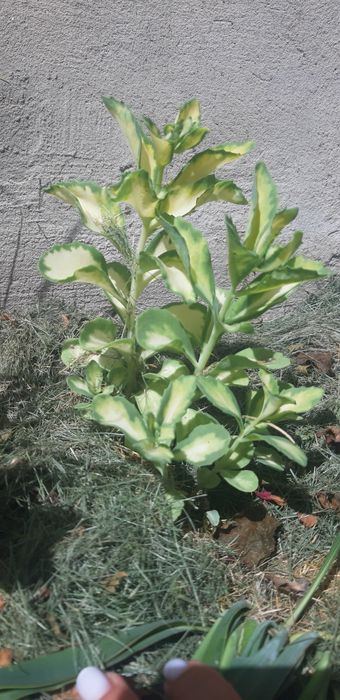 Седум варієгатний