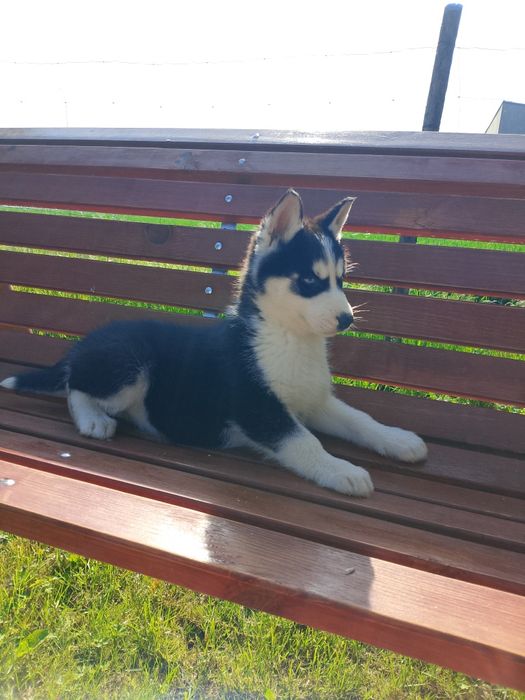 Szczeniak Syberian Husky