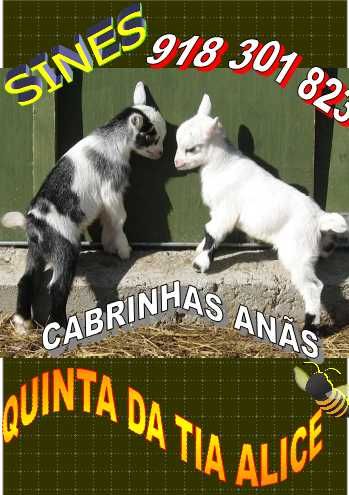 Cabrinhas Anãs Lindas