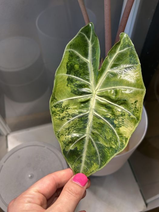 Alokazja Nairobi Night Variegata bulwa