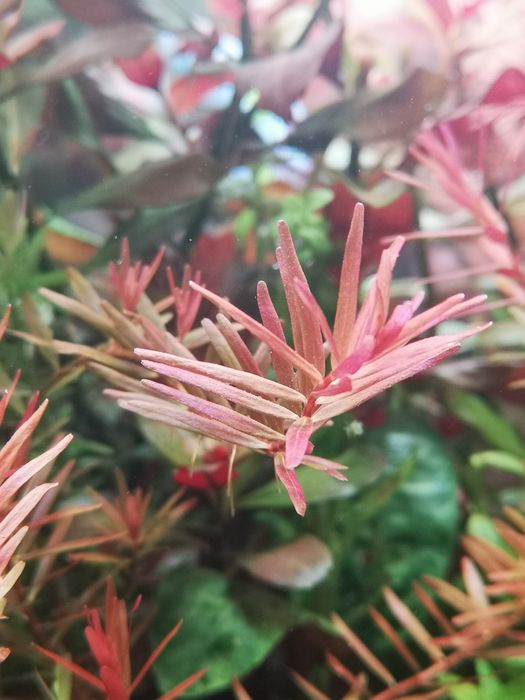 Podas de Plantas Aquário