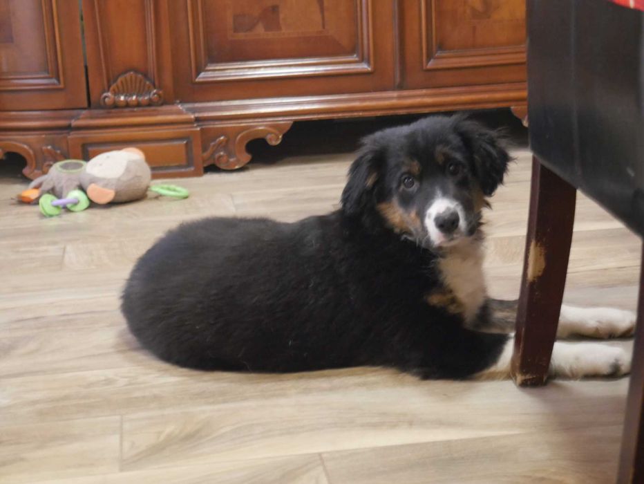 Border Collie piesek tri color