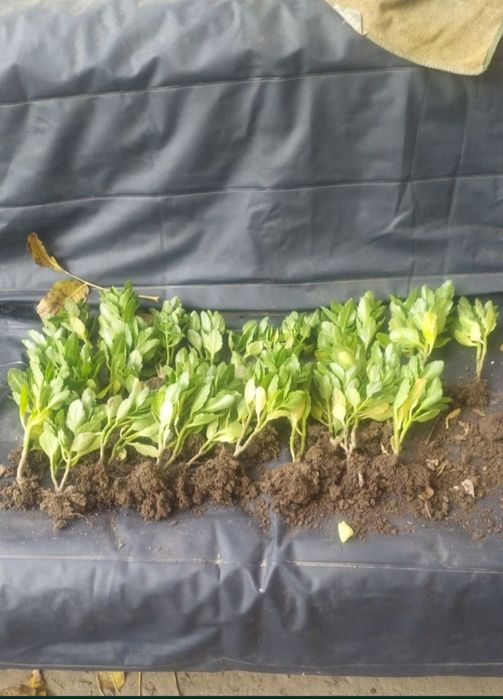 Вазони каланхоє колекція