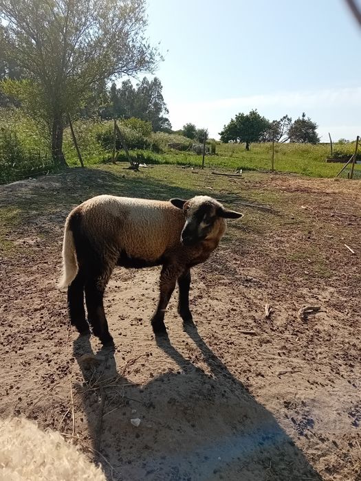 Borrego com 2 meses