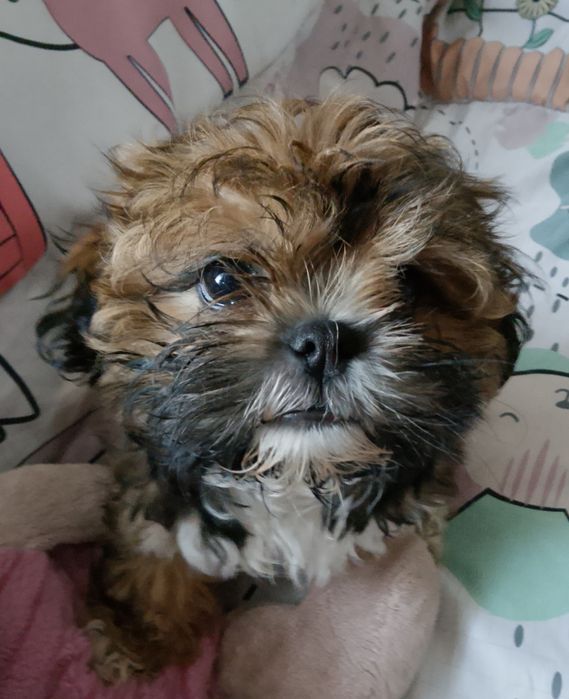 Shih tzu czekoladowa dziewczynka gotowa do odbioru