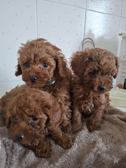 Той пудель. Кучеряшки