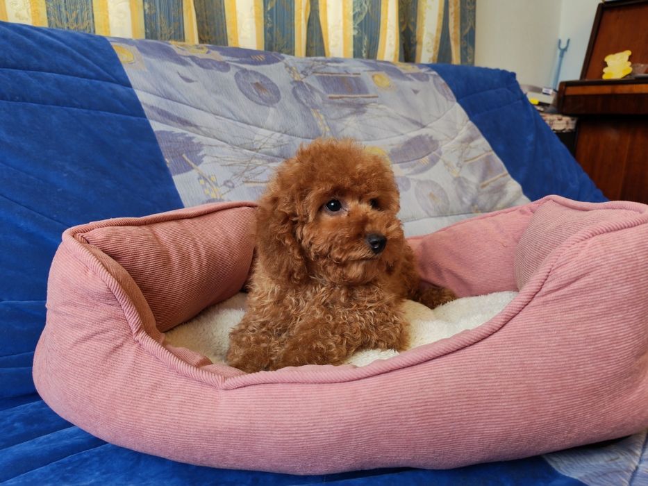 Той пудель мальчик