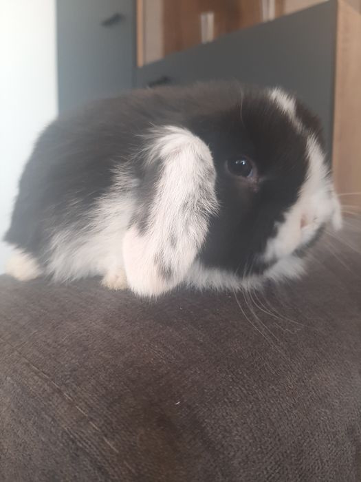 Kroliki baranek miniaturka karzelek mini lop