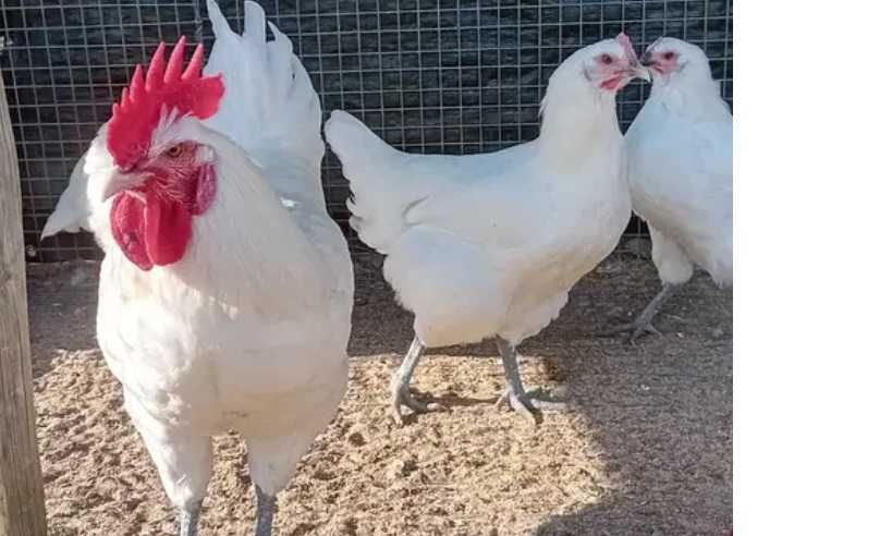 Ovos galados e pintos Marans, Bresse, Sussex tricolor e Faverolles