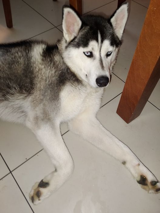 Oddam  10 msc husky