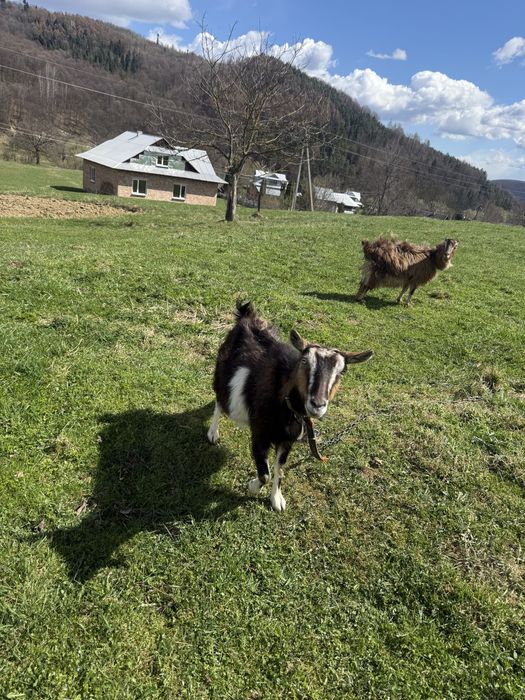 Продам кози молоді