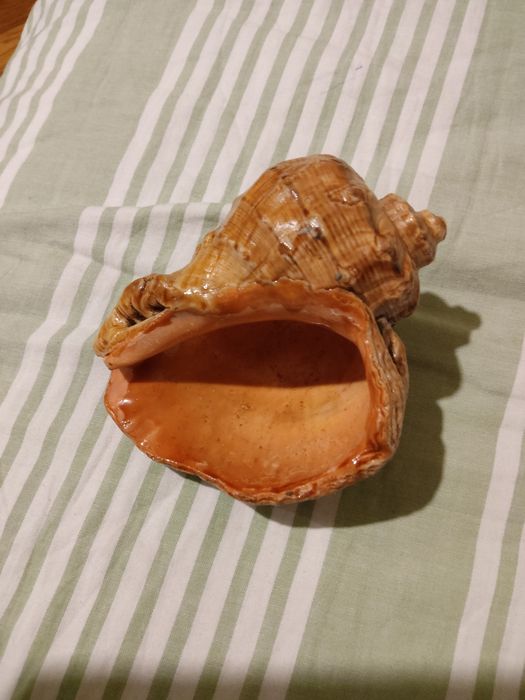 Ракушка морська велика