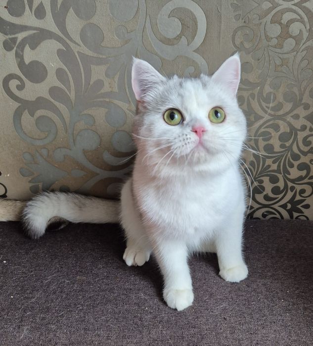 Лагідний, ніжний котик!