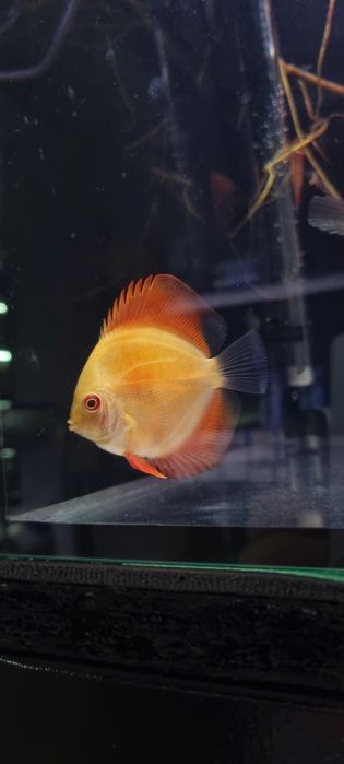 Paletka dyskowiec red melon i solid red młode