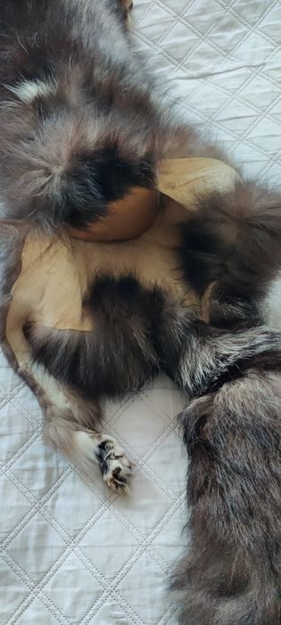 Skóra z Jenota Azjatyckiego 160cm