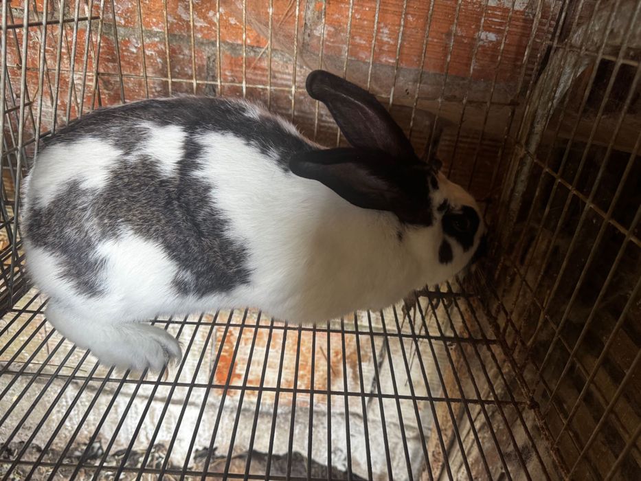 Vendo coelho macho para criação