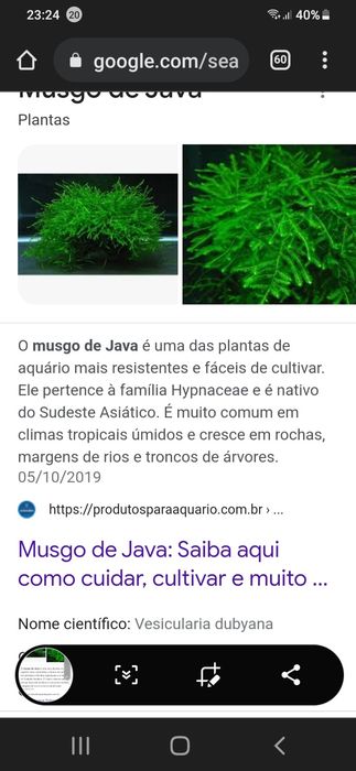 plantas e  musgo de java para aquario