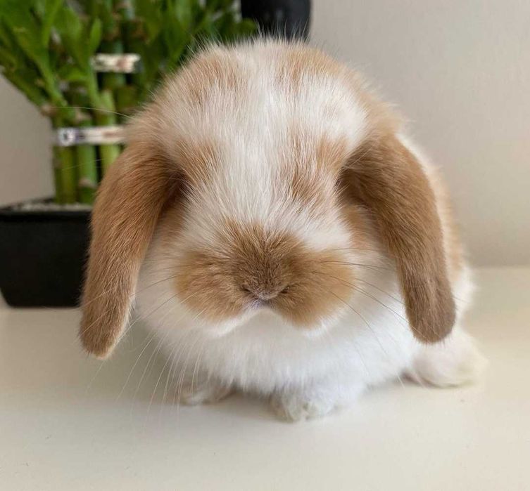 KIT Coelhos anões mini loop, orelhudos super inteligentes e dóceis