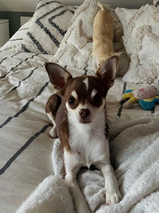 Czekoladowa chihuahua Mia