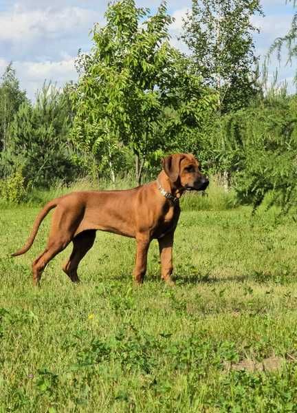 Szczenię Rhodesian Ridgeback – potomstwo zwycięzcy WDS 2025