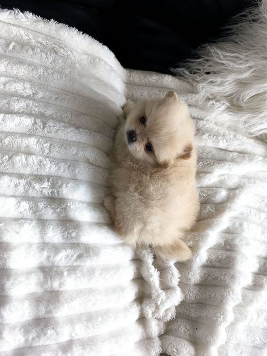 Spitz Anão Lulu da Pomerânia. Menino . Perfeito