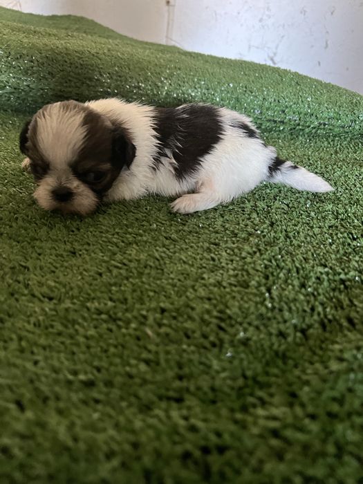 Shi-tzu.excelemte macho pequenino