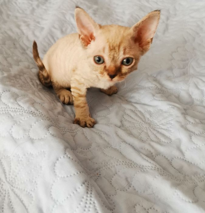 Kocurek Devon Rex