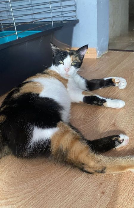 Отдам даром в добрые руки трехцветную кошечку